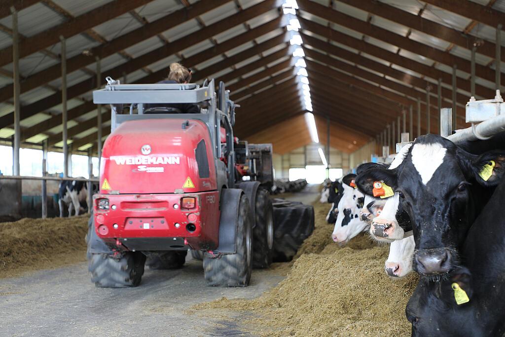 2A5A9087_Kopie.jpg Weidemann Radlader beim Futteranschieben im Kuhstall