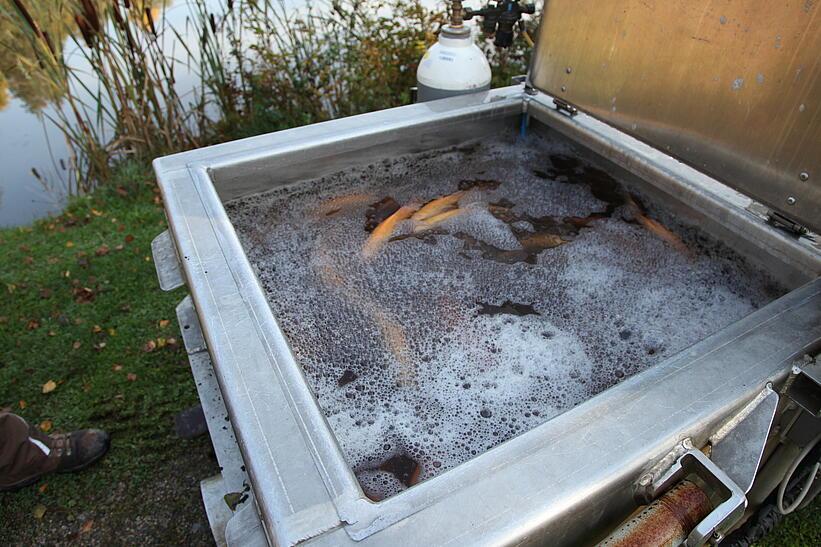 Fische in Becken