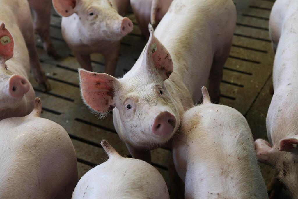 056.JPG Schweine im Stall