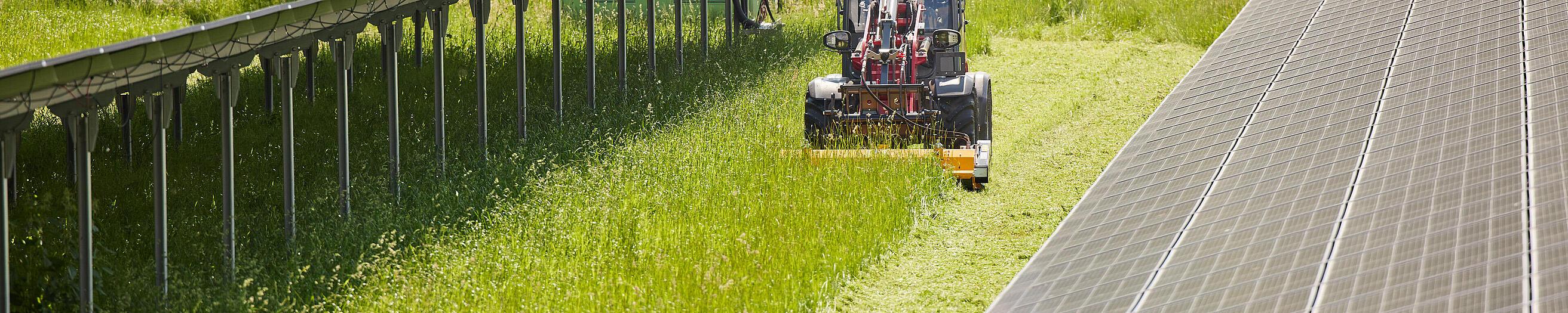 Hoftrac 1390 con cabina de Weidemann en acción con desbrozadora en parque solar