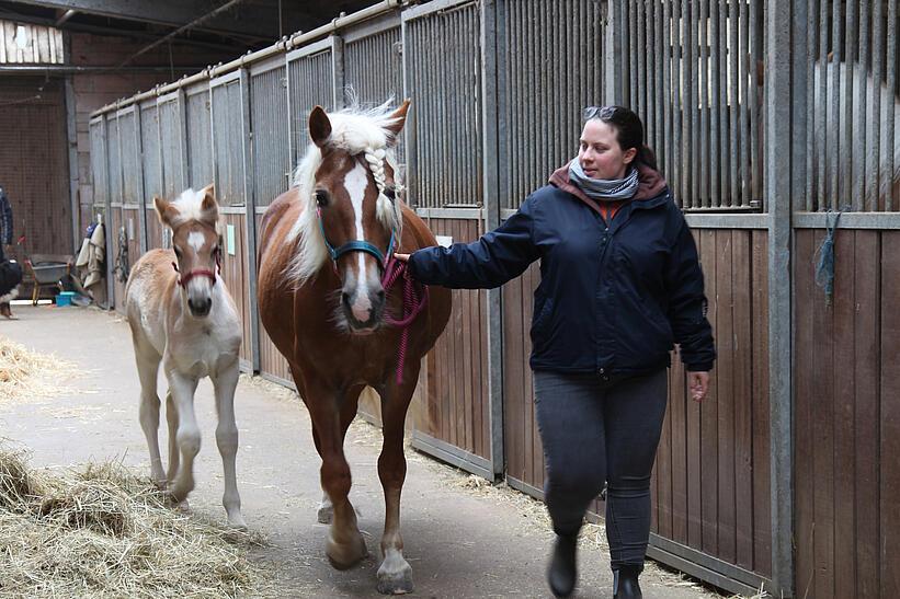 Haflinger Zuchtbetrieb Stange