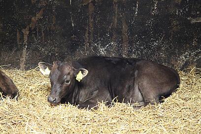 Wagyu Kälbchen liegt im Stroh