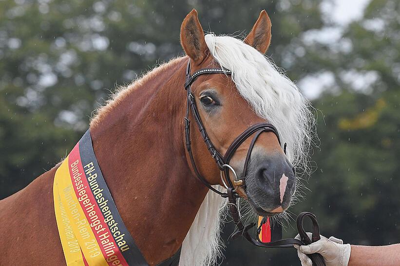 Haflinger Zuchtbetrieb Stange